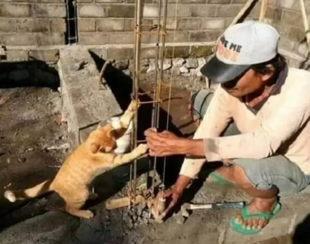 Potret lucu kucing bisa diajak kerja sama © 2022 brilio.net Potret lucu kucing bisa diajak kerja sama © 2022 brilio.net