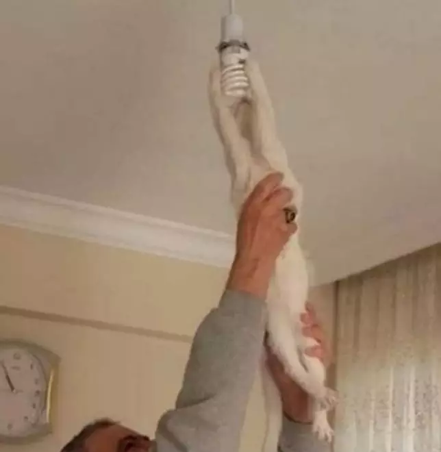 Potret lucu kucing bisa diajak kerja sama © 2022 brilio.net Potret lucu kucing bisa diajak kerja sama © 2022 brilio.net