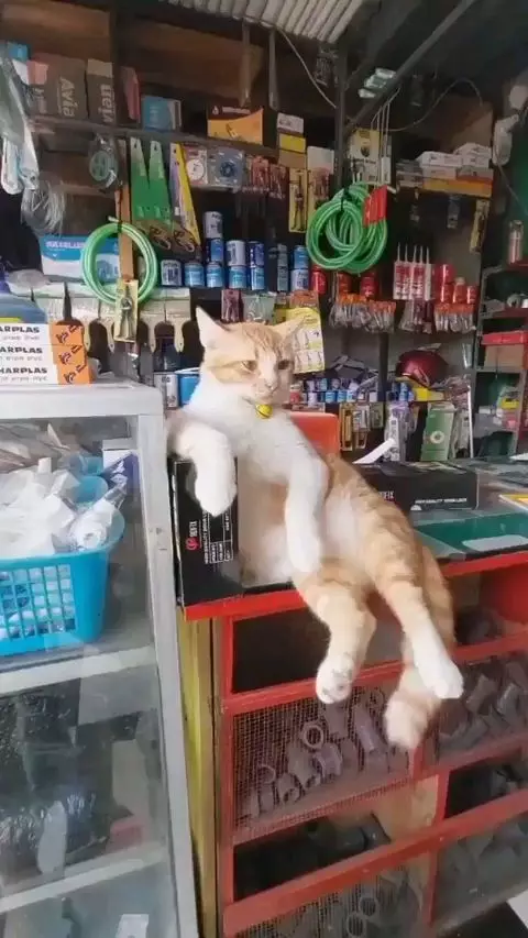 Potret lucu kucing bisa diajak kerja sama © 2022 brilio.net Potret lucu kucing bisa diajak kerja sama © 2022 brilio.net