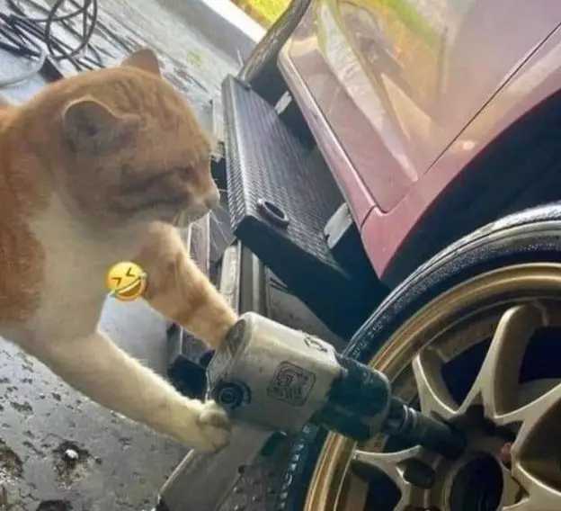 Potret lucu kucing bisa diajak kerja sama © 2022 brilio.net Potret lucu kucing bisa diajak kerja sama © 2022 brilio.net