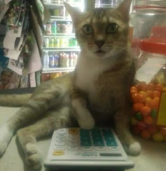 Potret lucu kucing bisa diajak kerja sama © 2022 brilio.net Potret lucu kucing bisa diajak kerja sama © 2022 brilio.net