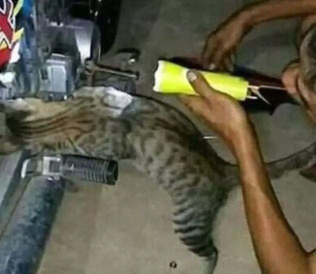 Potret lucu kucing bisa diajak kerja sama © 2022 brilio.net Potret lucu kucing bisa diajak kerja sama © 2022 brilio.net