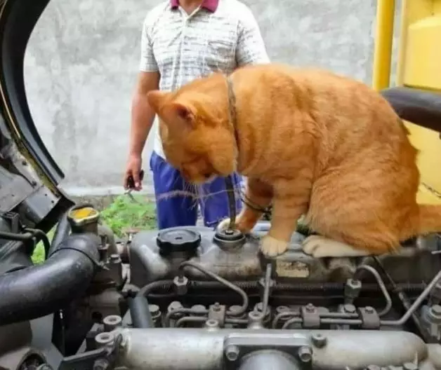 Potret lucu kucing bisa diajak kerja sama © 2022 brilio.net Potret lucu kucing bisa diajak kerja sama © 2022 brilio.net
