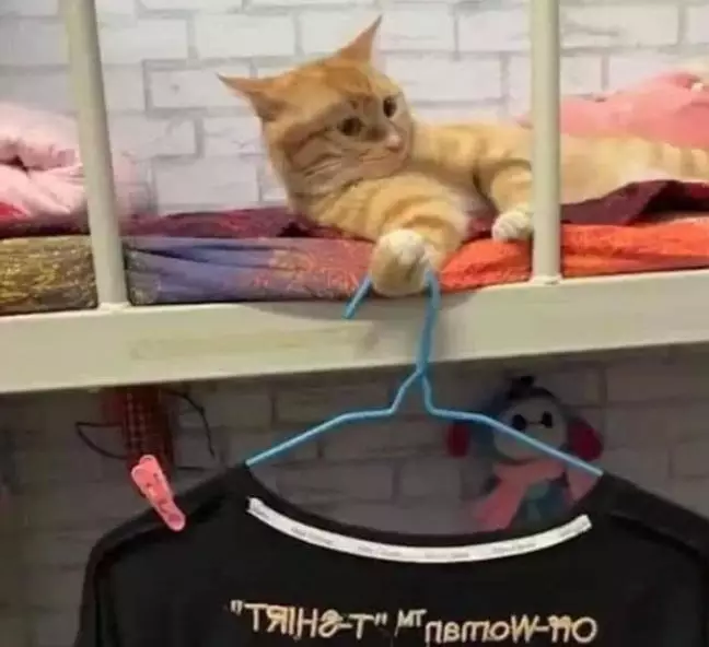 Potret lucu kucing bisa diajak kerja sama © 2022 brilio.net Potret lucu kucing bisa diajak kerja sama © 2022 brilio.net