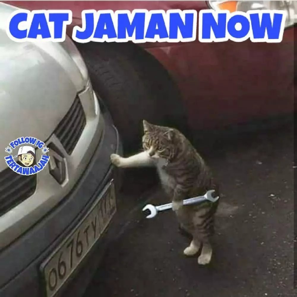 Potret lucu kucing bisa diajak kerja sama © 2022 brilio.net Potret lucu kucing bisa diajak kerja sama © 2022 brilio.net