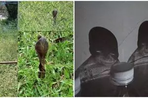 15 Momen lucu hampir terkecoh ini awalnya bikin deg-degan