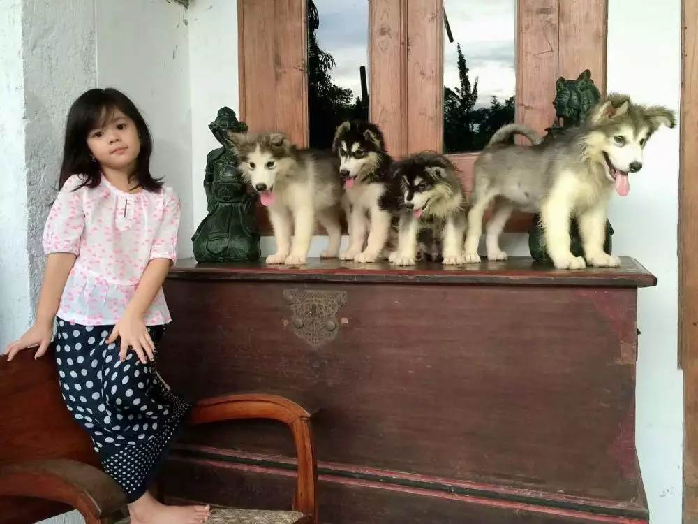 transformasi safeea ahmad © berbagai sumber transformasi safeea ahmad © berbagai sumber