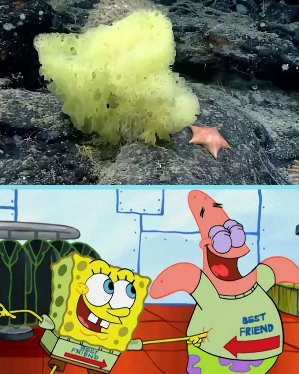 mirip tokoh kartun spongebob © berbagai sumber