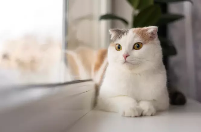 Arti mimpi digigit kucing © 2022 berbagai sumber 