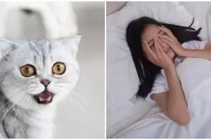 7 Arti mimpi digigit kucing yang perlu diketahui, jadi peringatan