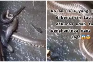 Viral video kolam lele berubah jadi sarang ular, bikin merinding ngeri