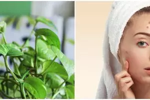 8 Manfaat daun sirih cina untuk wajah, bantu memudarkan flek hitam