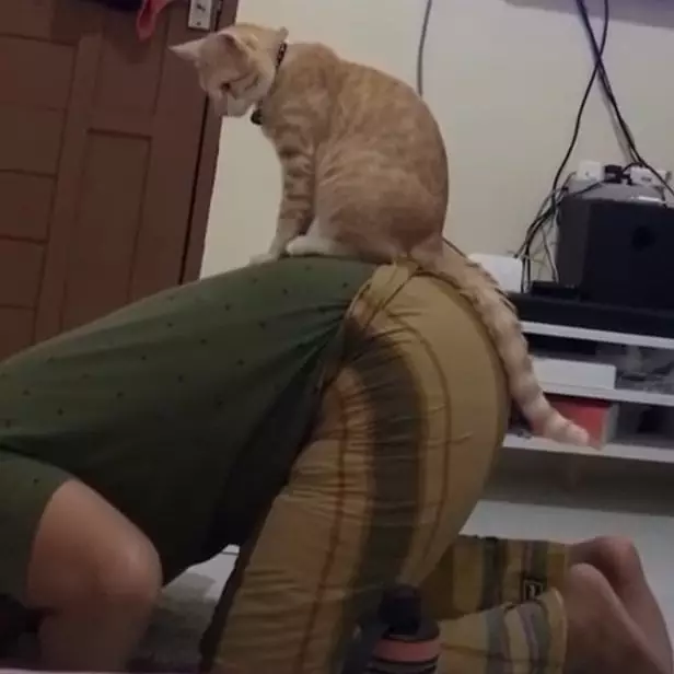 momen apes dirasakan pemilik kucing © Instagram