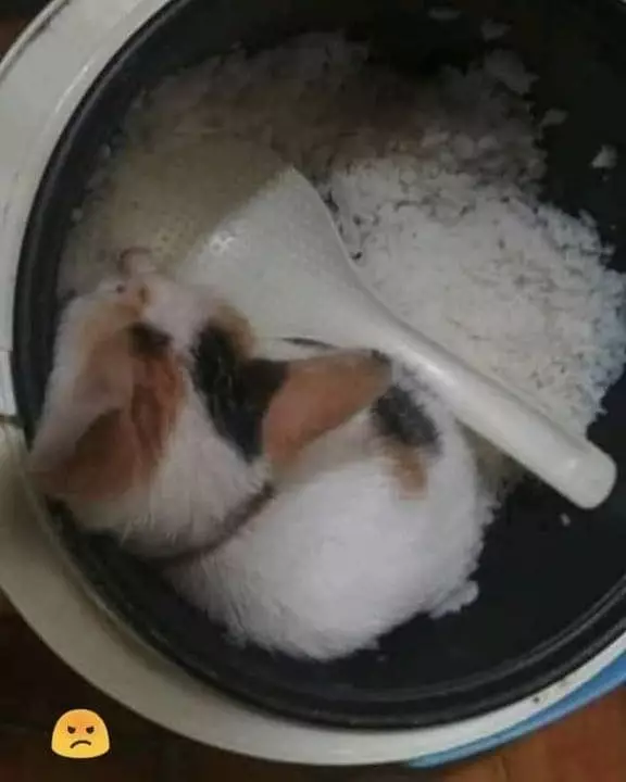 momen apes dirasakan pemilik kucing © Instagram