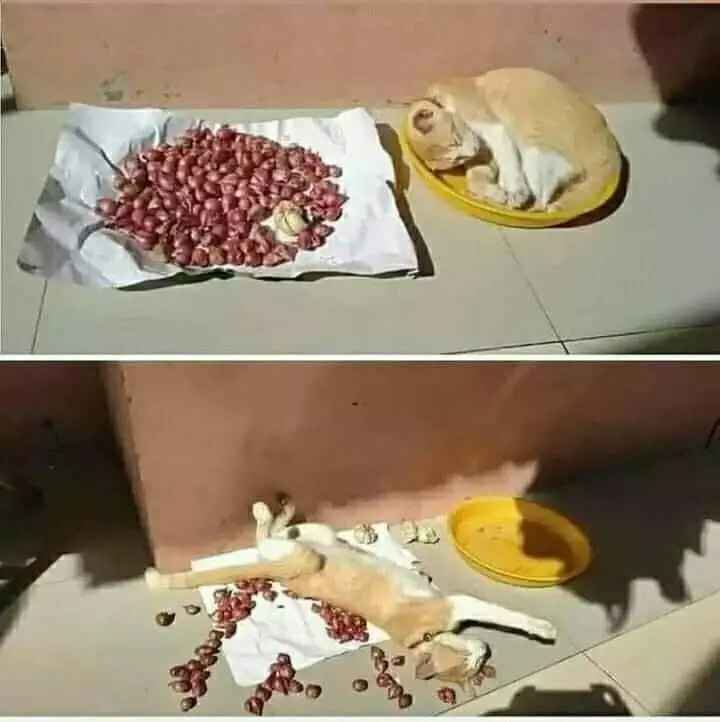 momen apes dirasakan pemilik kucing © Instagram