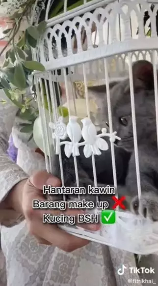 pria beri seserahan kucing saat menikah © TikTok