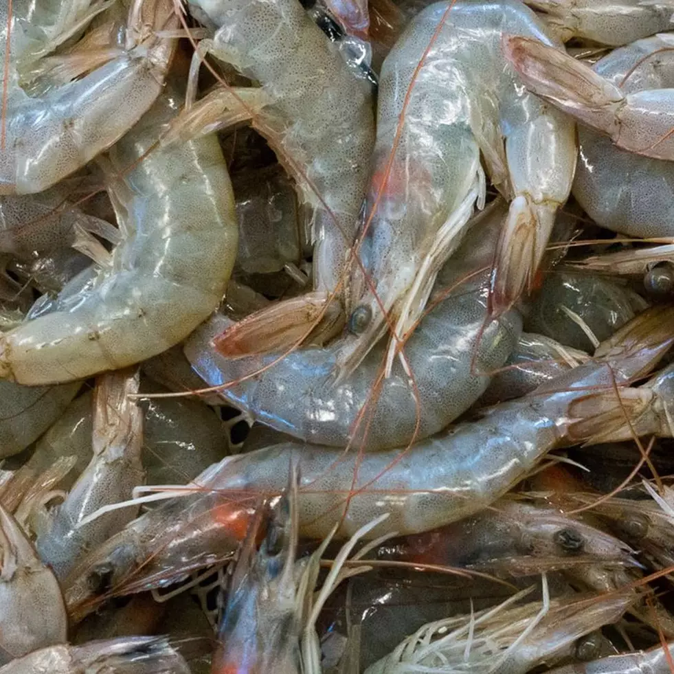 7 Cara tepat membersihkan udang, cepat dan mudah dipraktikkan