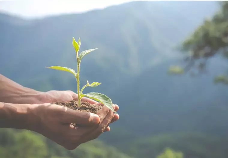 9 Arti mimpi seputar pohon © 2022 berbagai sumber 