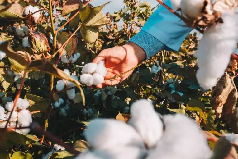 9 Arti mimpi seputar pohon © 2022 berbagai sumber 