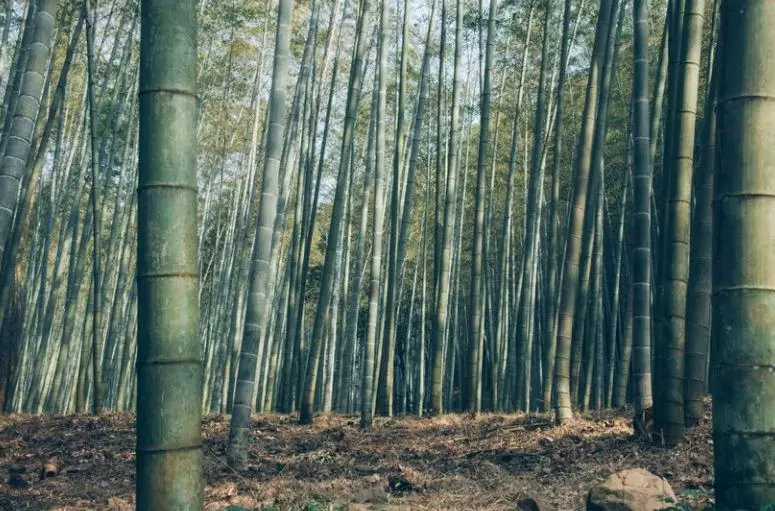 9 Arti mimpi seputar pohon © 2022 berbagai sumber 