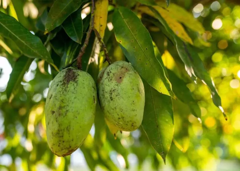 9 Arti mimpi seputar pohon © 2022 berbagai sumber 