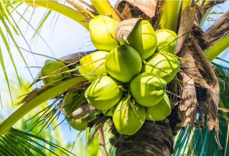 9 Arti mimpi seputar pohon © 2022 berbagai sumber 