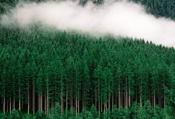 9 Arti mimpi seputar pohon © 2022 berbagai sumber 