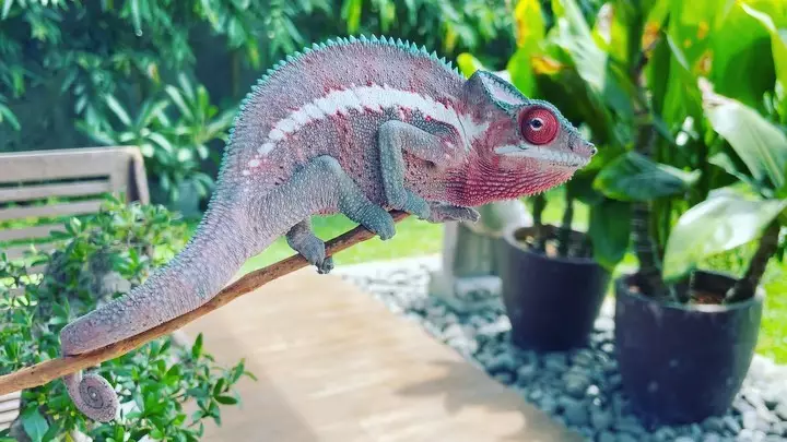 hewan peliharaan chef juna © Instagram