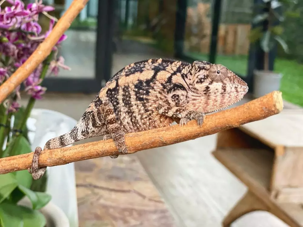 hewan peliharaan chef juna © Instagram