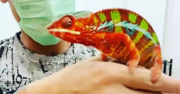 hewan peliharaan chef juna © Instagram