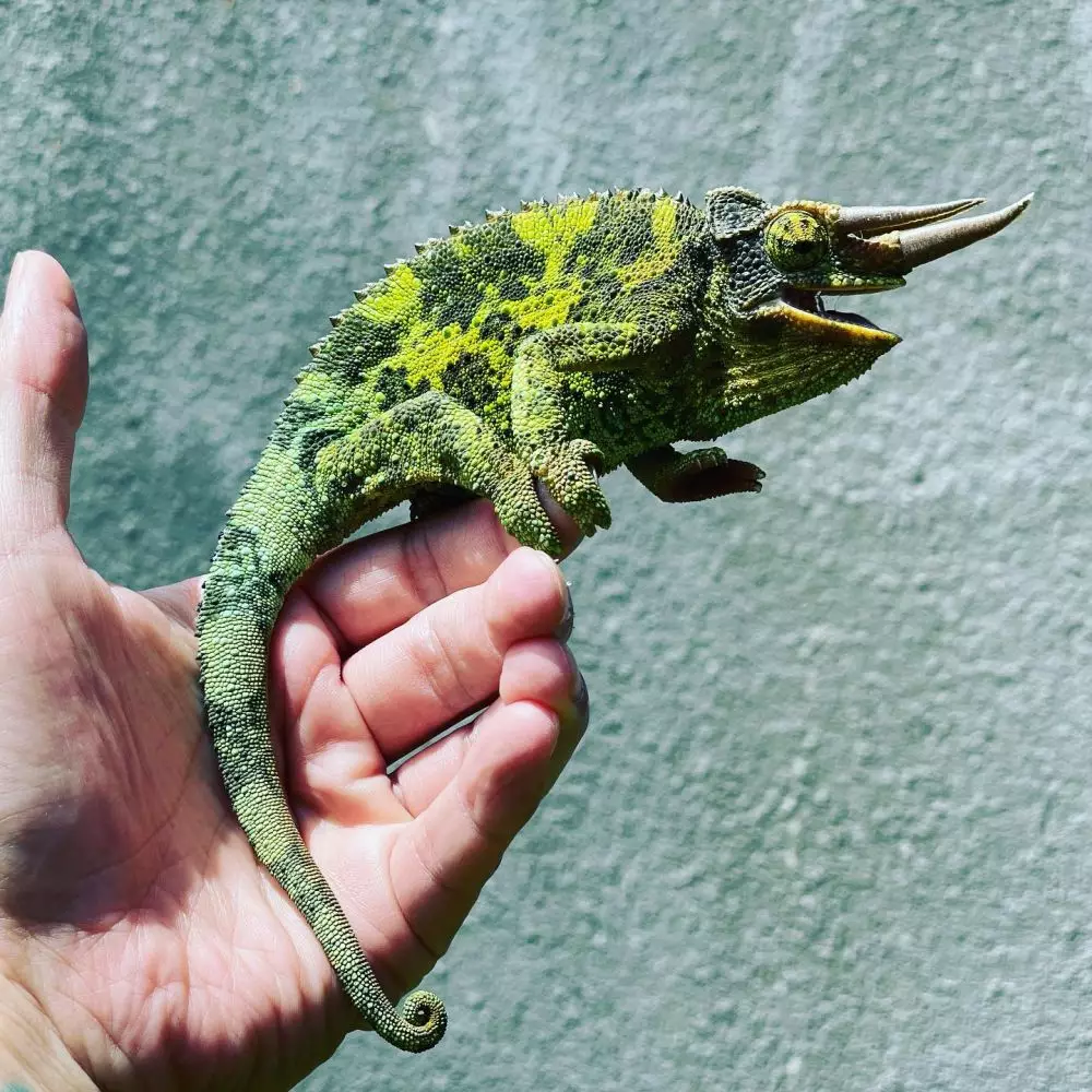 hewan peliharaan chef juna © Instagram