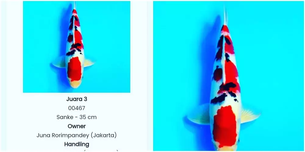 hewan peliharaan chef juna © Instagram