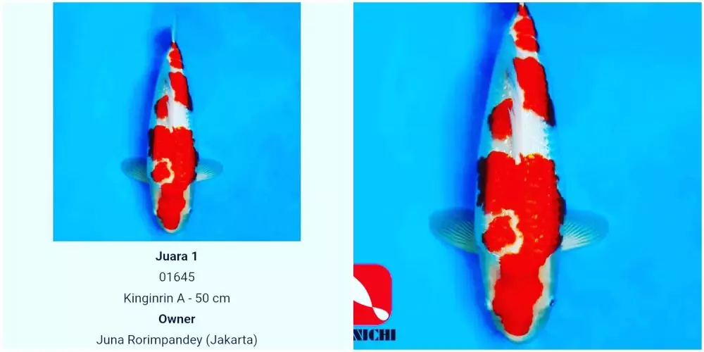 hewan peliharaan chef juna © Instagram