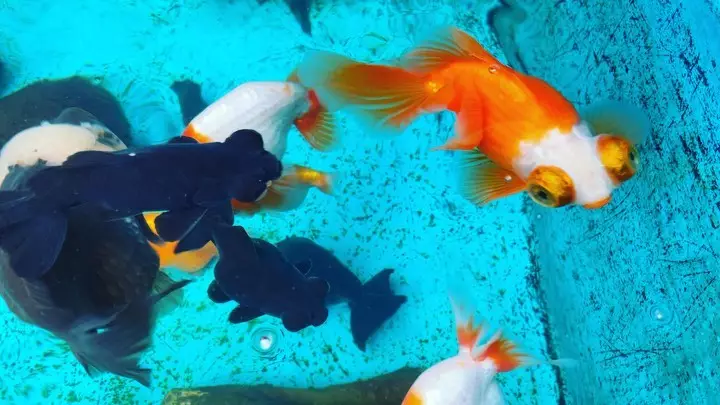 hewan peliharaan chef juna © Instagram