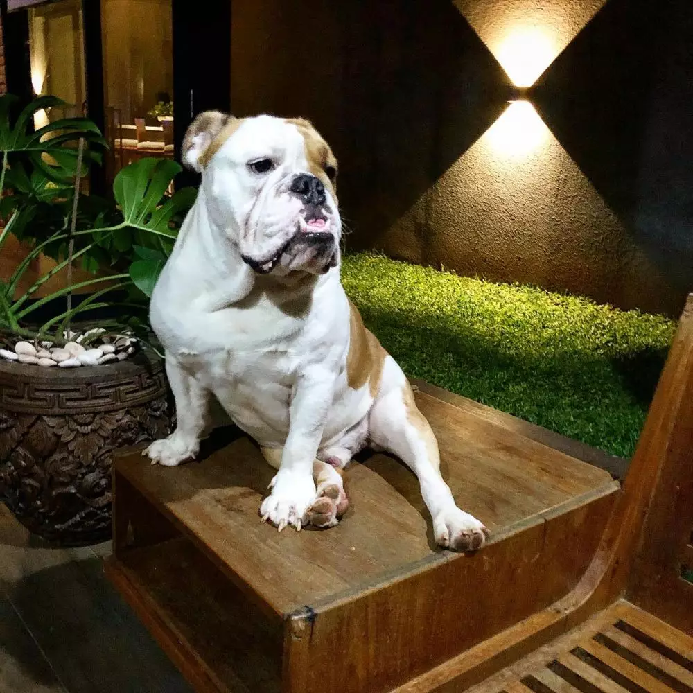 hewan peliharaan chef juna © Instagram