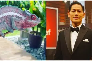 9 Potret peliharaan Chef Juna, ikan koinya pernah juarai kontes