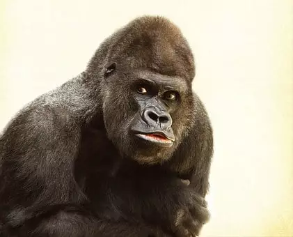 kelangkaan © pixabay.com