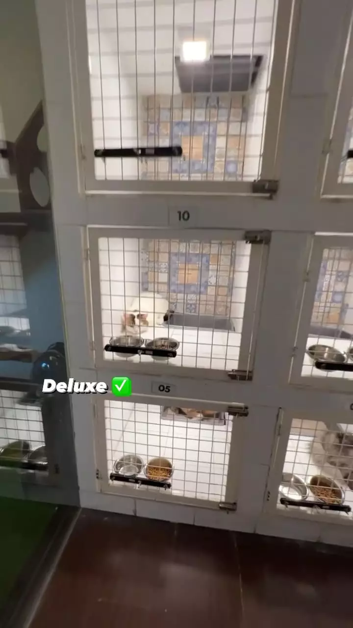 penampakan hotel kucing milik tya ariestya © instagram