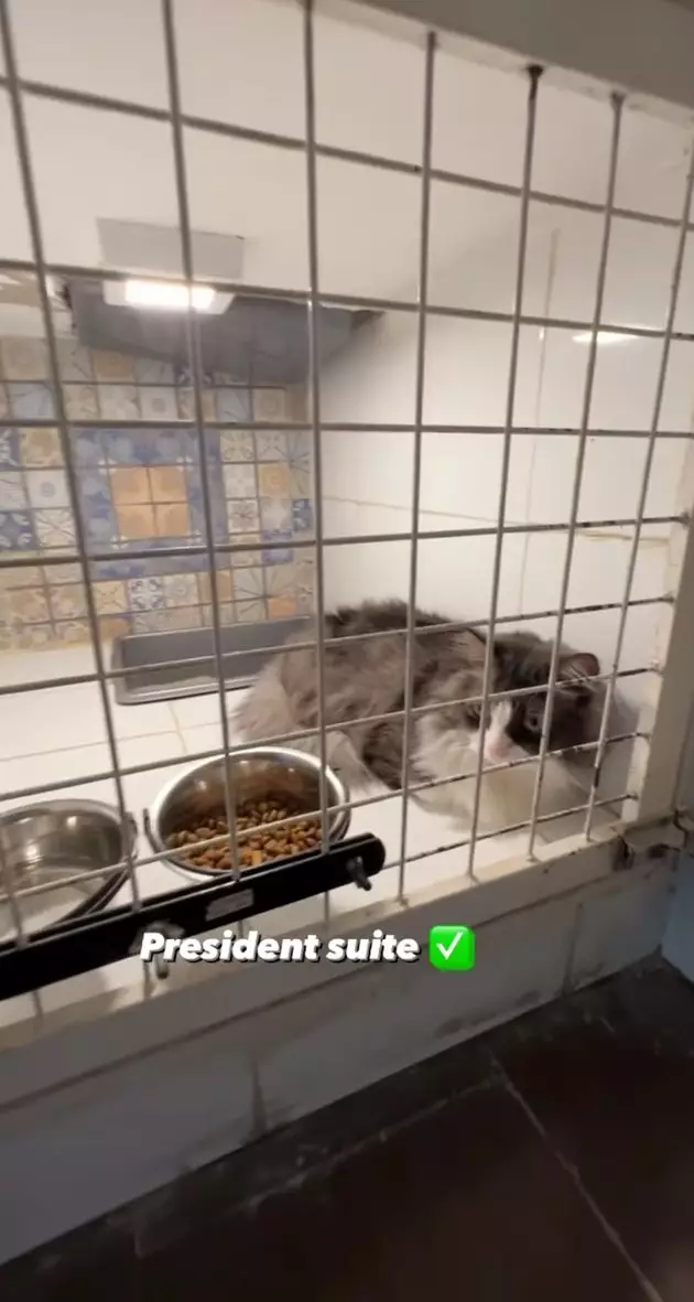 penampakan hotel kucing milik tya ariestya © instagram
