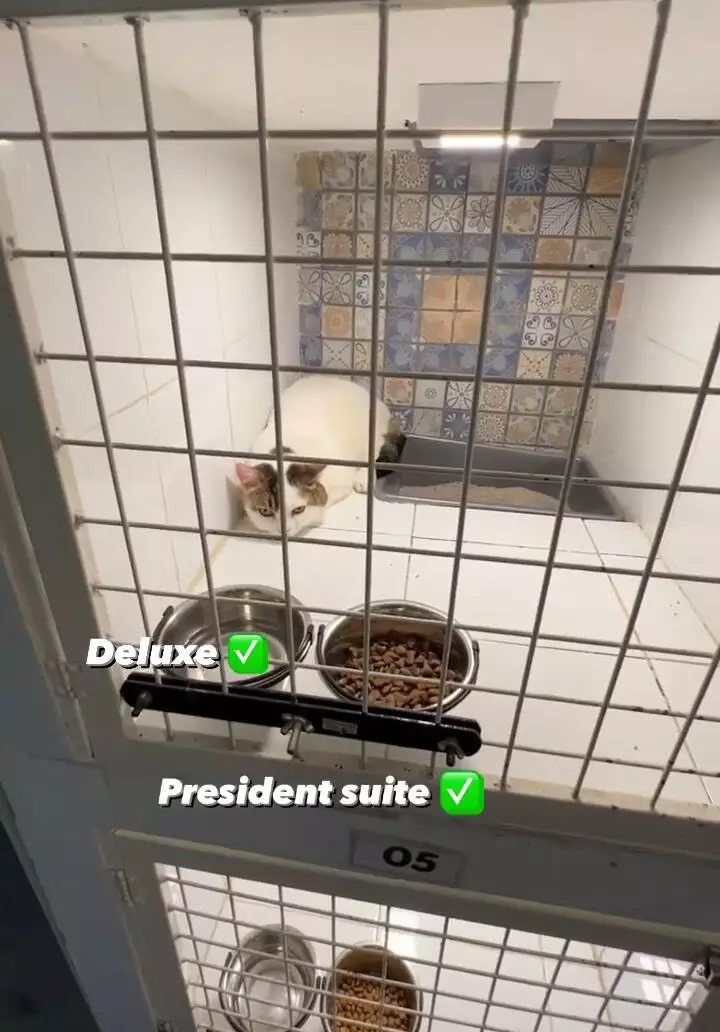 penampakan hotel kucing milik tya ariestya © instagram
