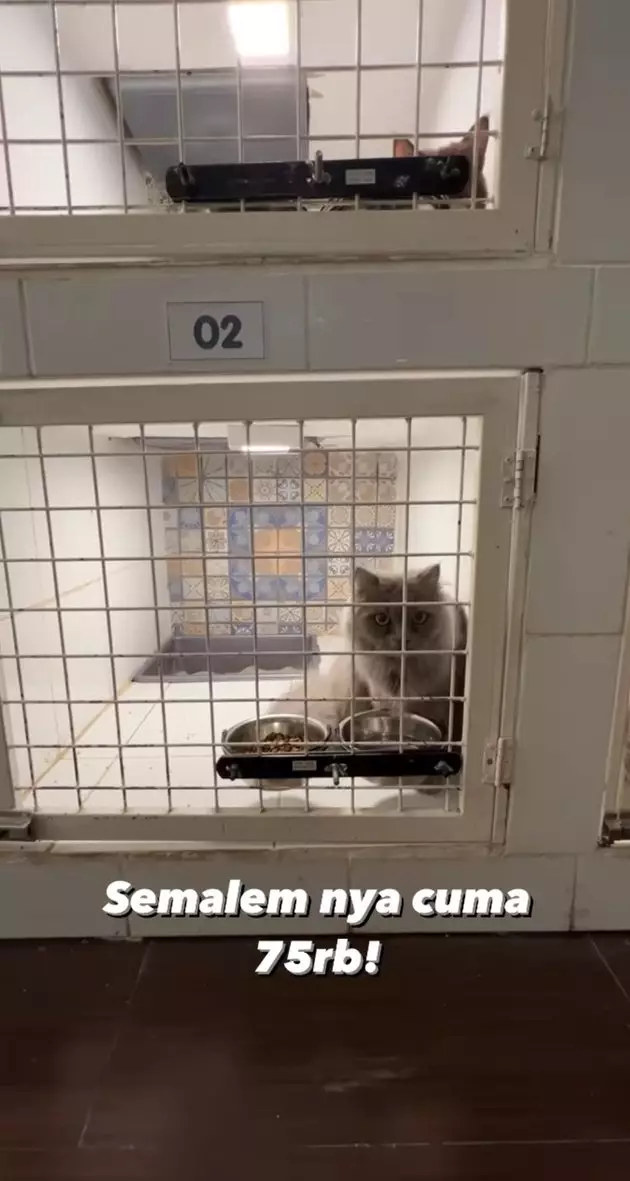 penampakan hotel kucing milik tya ariestya © instagram