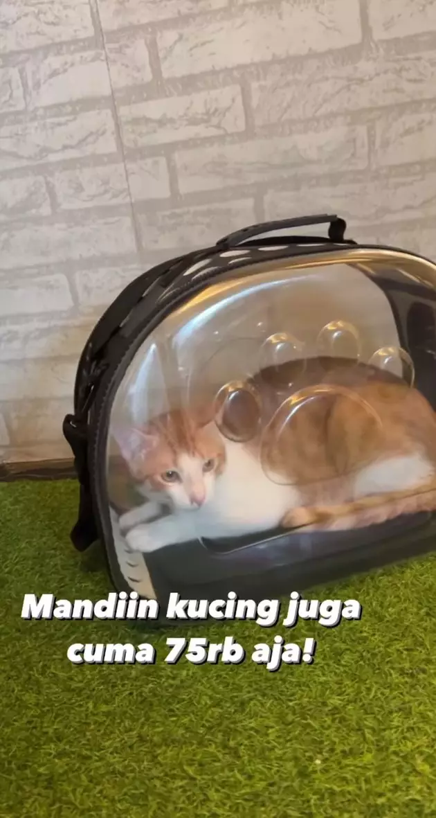 penampakan hotel kucing milik tya ariestya © instagram