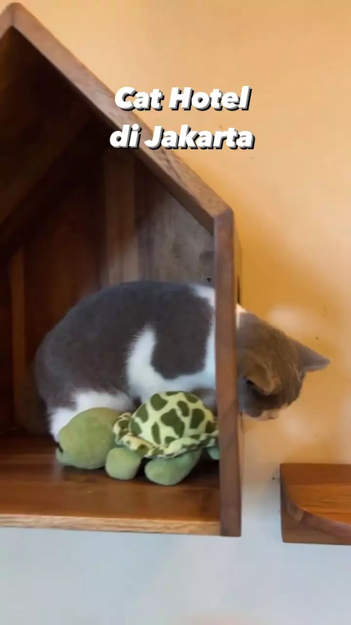 penampakan hotel kucing milik tya ariestya © instagram