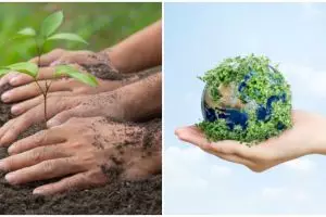 Reboisasi adalah penanaman hutan gundul, pahami manfaatnya