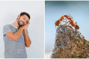 9 Arti mimpi seputar semut, tanda kebaikan dan keburukan