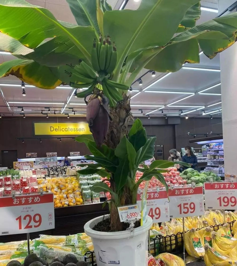 momen nyeleneh di dalam supermarket © berbagai sumber momen nyeleneh di dalam supermarket © berbagai sumber