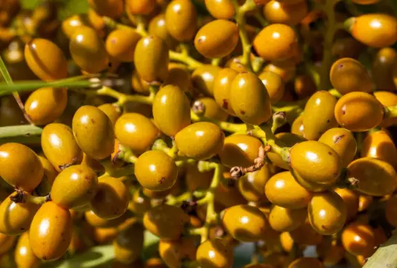 Arti mimpi tentang buah kurma © 2022 berbagai sumber  Arti mimpi tentang buah kurma © 2022 berbagai sumber
