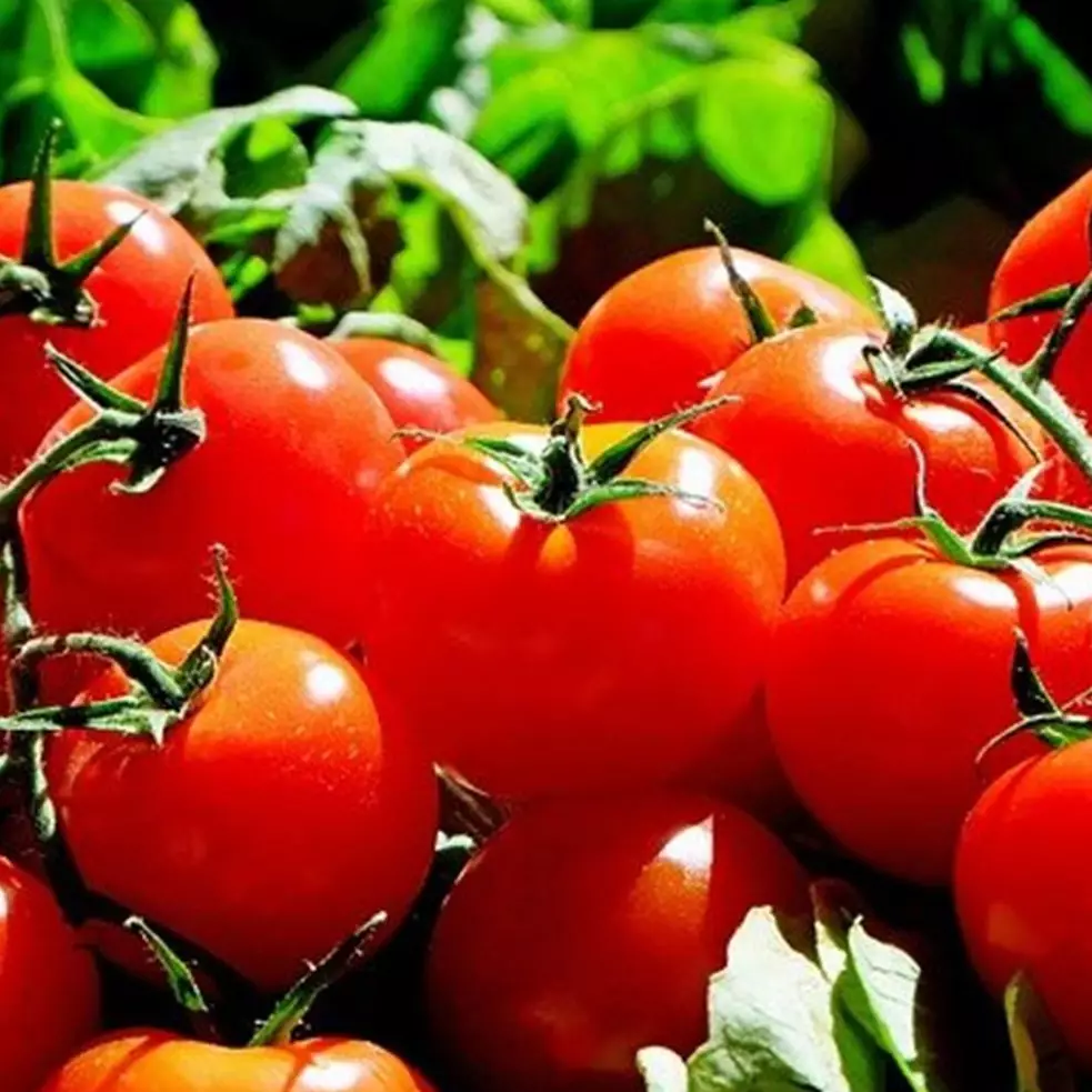 9 Manfaat masker tomat untuk wajah dan cara membuatnya