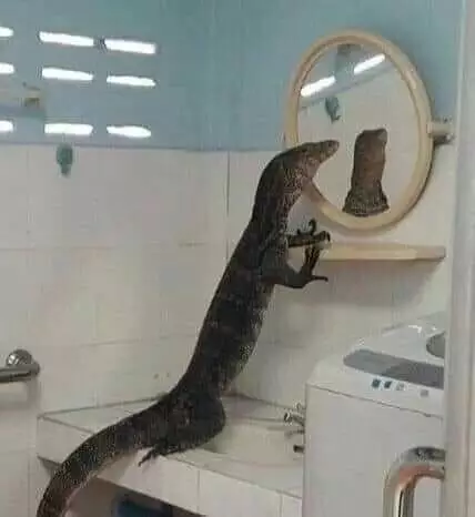 hewan bercermin © berbagai sumber hewan bercermin © berbagai sumber