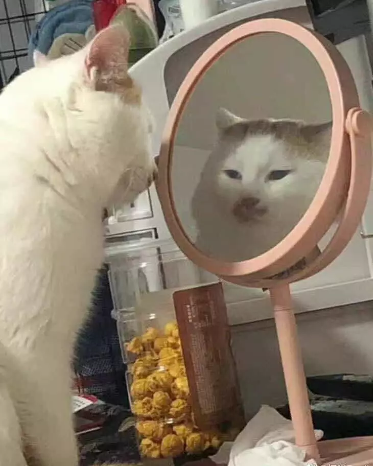 hewan bercermin © berbagai sumber hewan bercermin © berbagai sumber